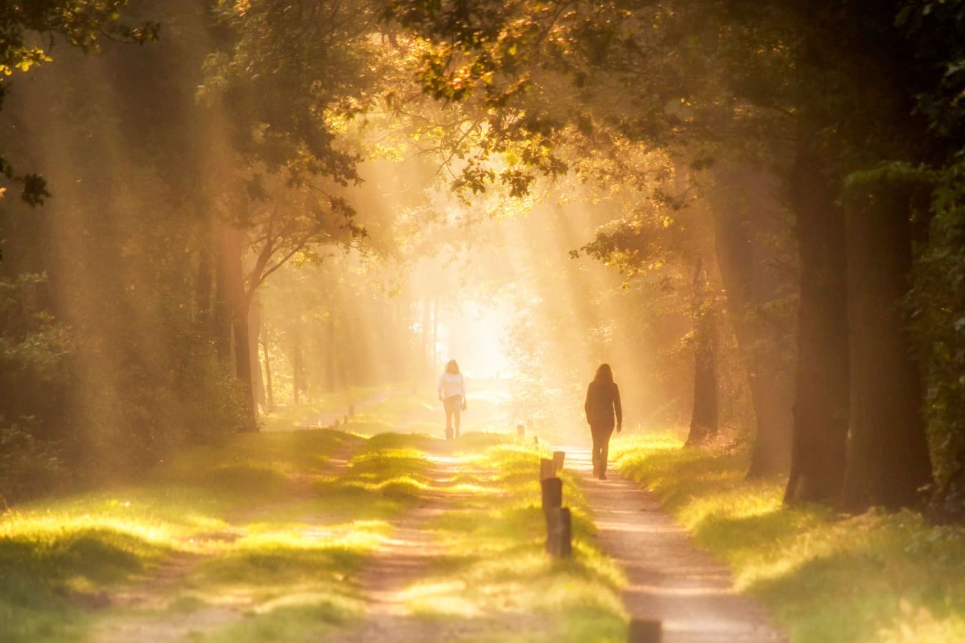 People walking along a grassy path through trees with golden sunlight streaming between the trunks