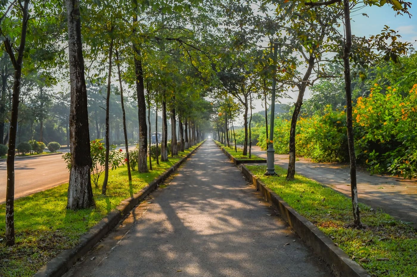 A paved path through a green park lined with tall trees in daylight